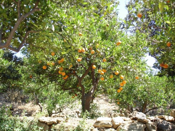 Oranger de Crète