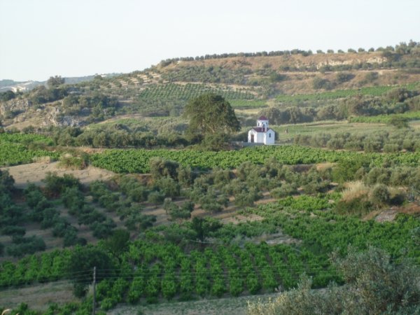 Des champs de vignes et d'oliviers
