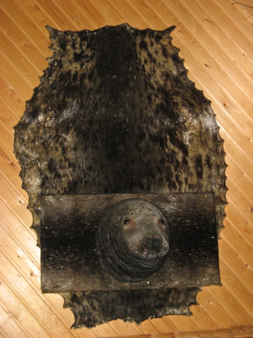  Phoque empaillé 